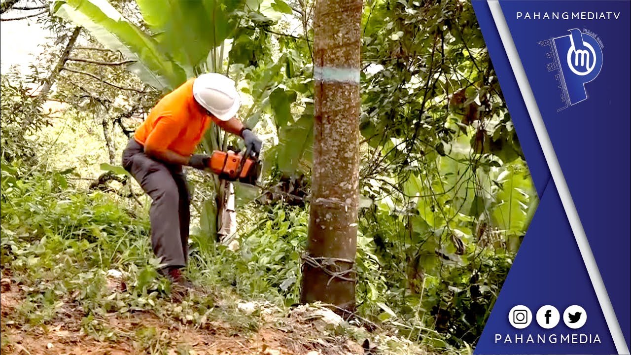 PKPP TEBANG KEBUN HARAM DI RAUB