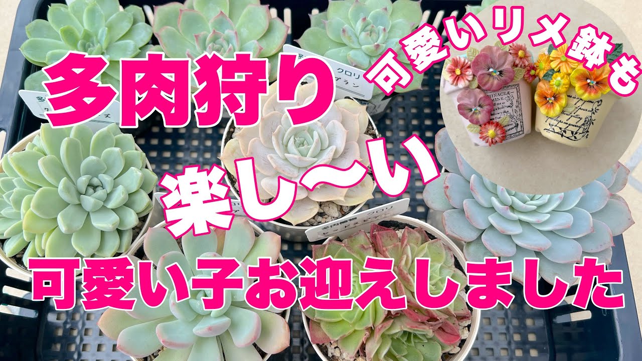 『多肉植物』『ガーデニング』278  イベントで多肉狩り❣️その帰りでも多肉狩り😍お迎え多肉さん紹介❣️
