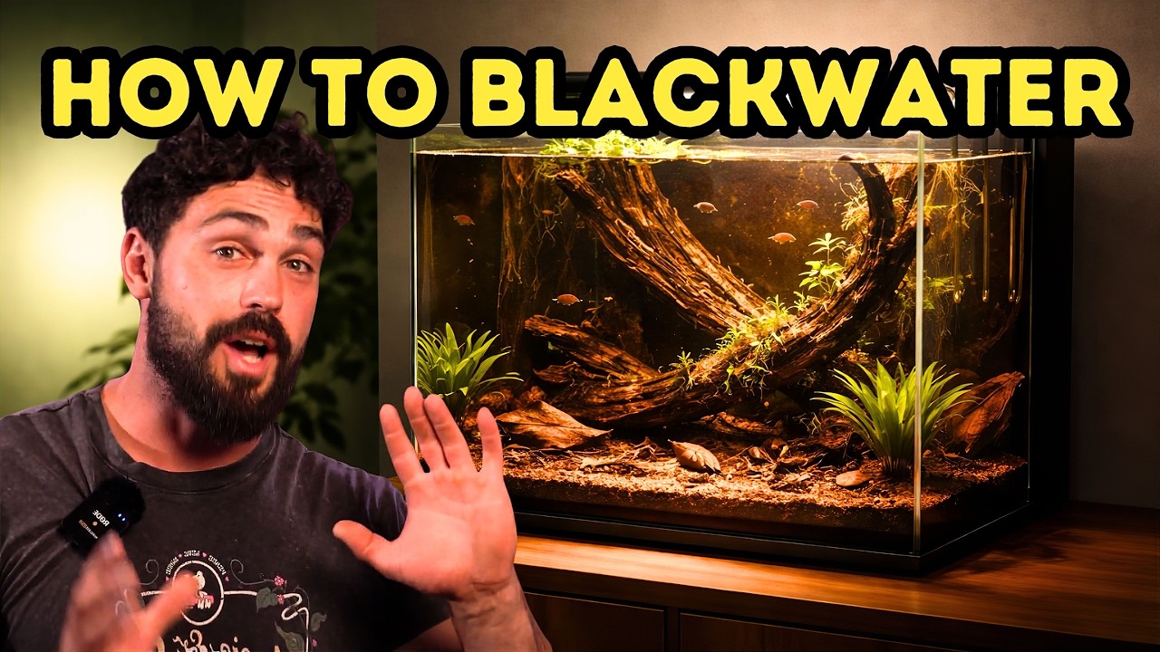 Аквариумы Blackwater: что действительно важно (большинство людей ошибаются на этот счёт)