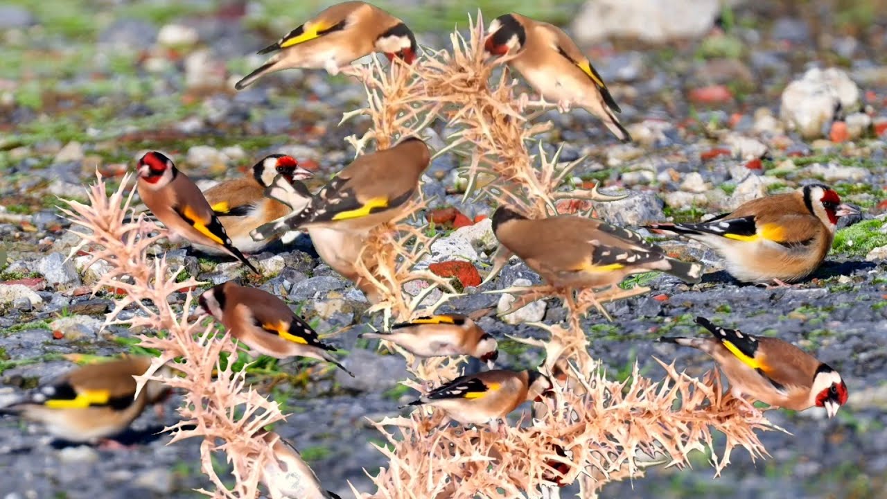 بتبتة الحسون تحفيز الحسون على التغريد والهيجان علاج صمت الحسون goldfinch stimulation #birds 