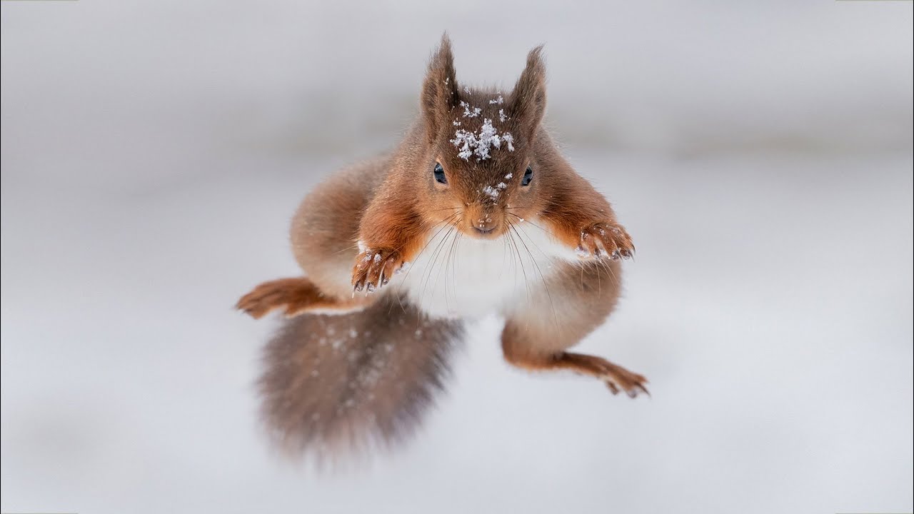 Wildlife Photography - Photographing the Yorkshire Dales Red Squirrels in the snow