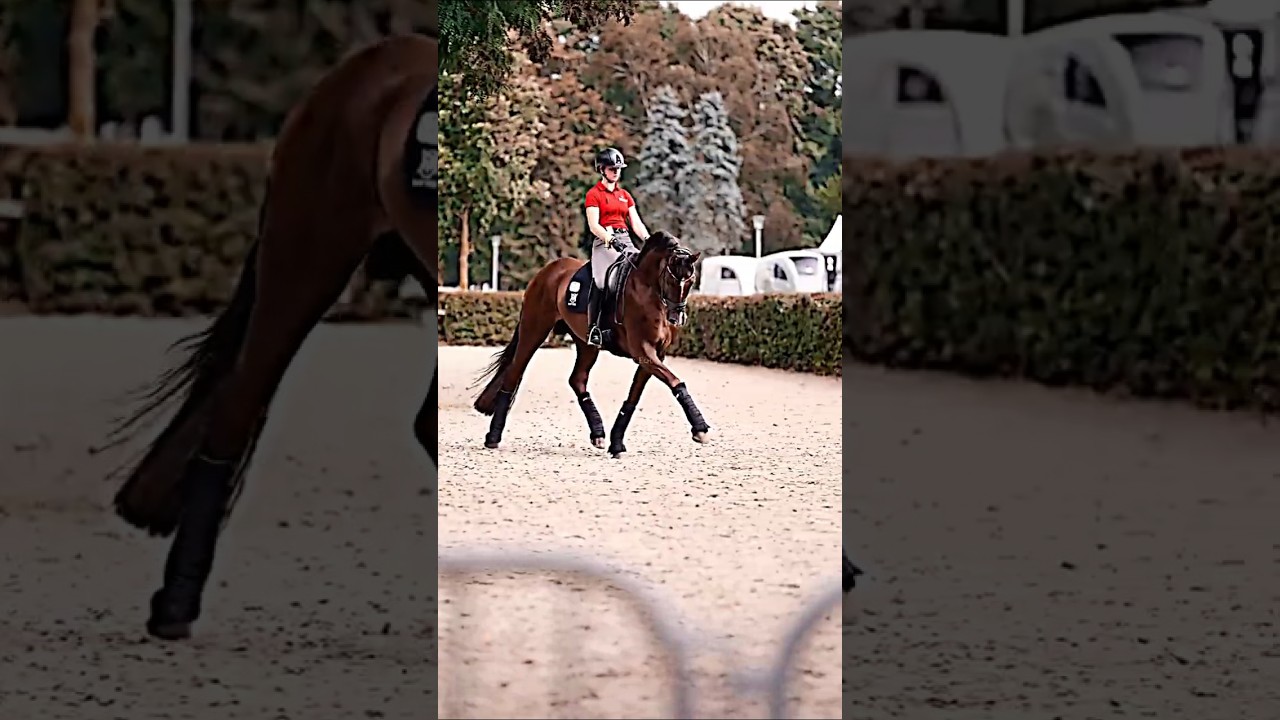 Viva Diamond 👀 #horse #animals #sports #equestrian #dressage #viral #trending #tiktok #music #fyp