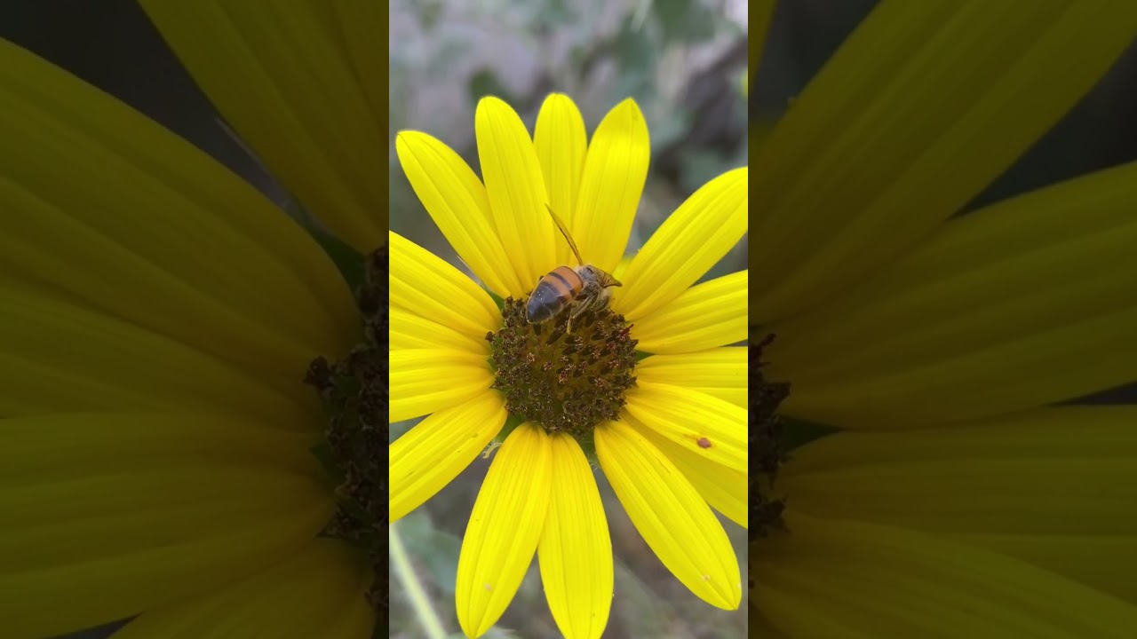 Honeybee Collecting Pollen