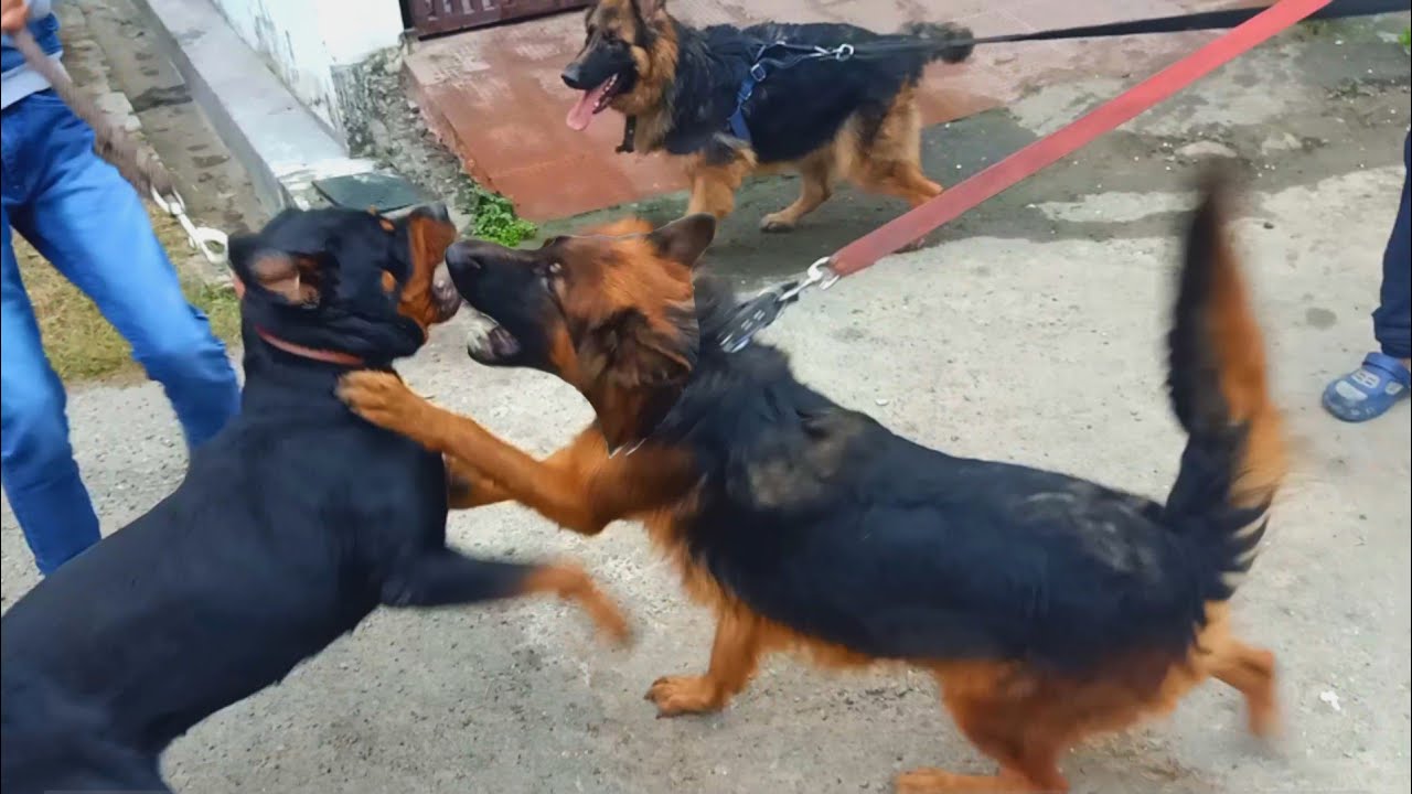 Bhalu & Rosy met Jenny and leo || Gsd Rottweiler & Doberman ||