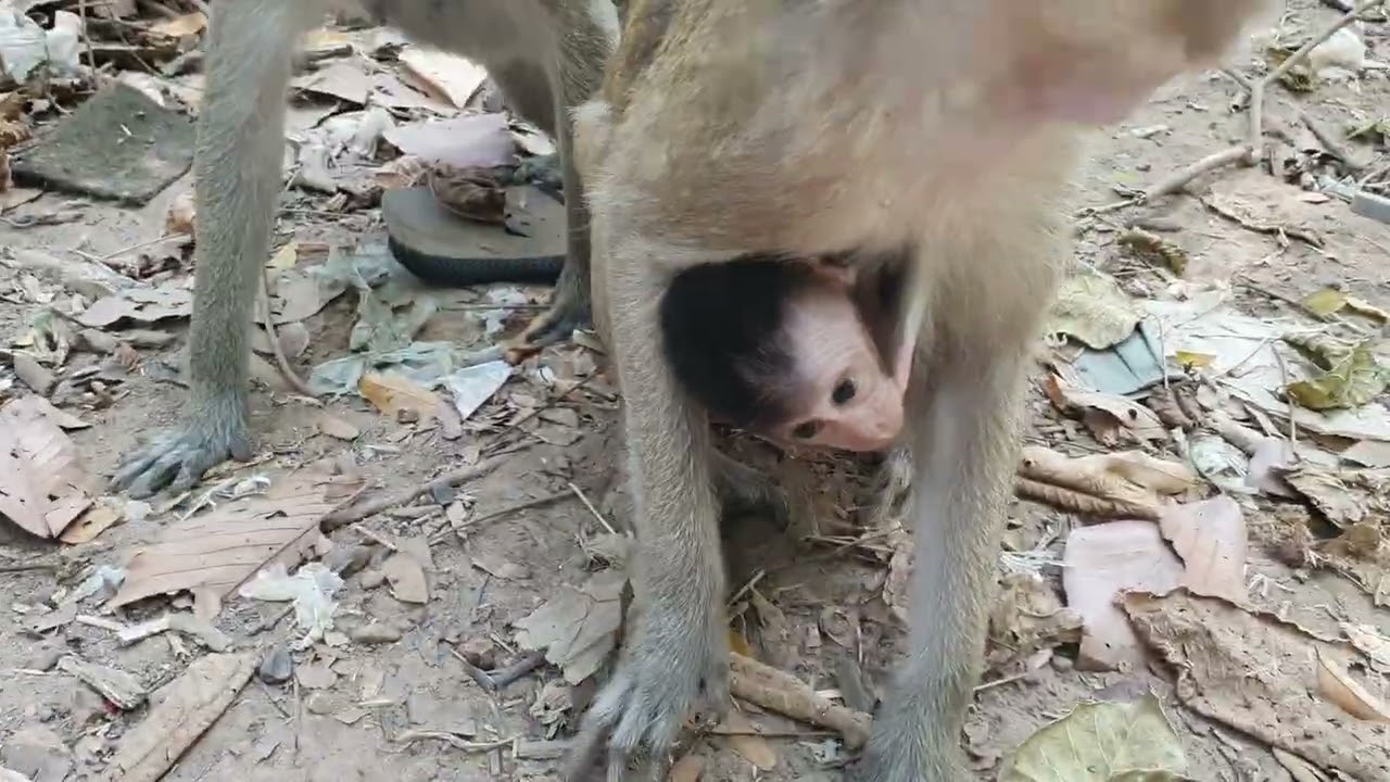 Wildlife monkeys in Amber & Mohanokor troop ❤  ❤PWM018