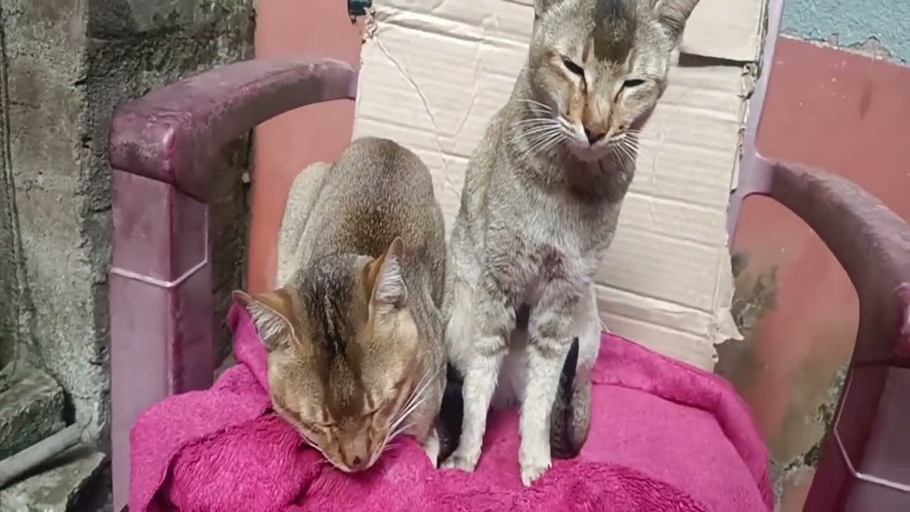 The cute cat is sitting on the chair||प्यारी बिल्ली कुर्सी पर बैठी हुई है।||😜🙀🤣😂🤣