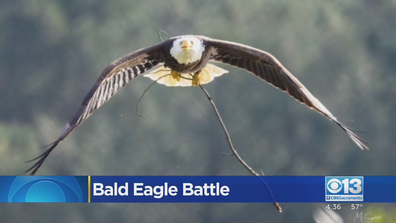Conservationists Work To Protect Group Of Bald Eagles Nesting Near Lake Natoma
