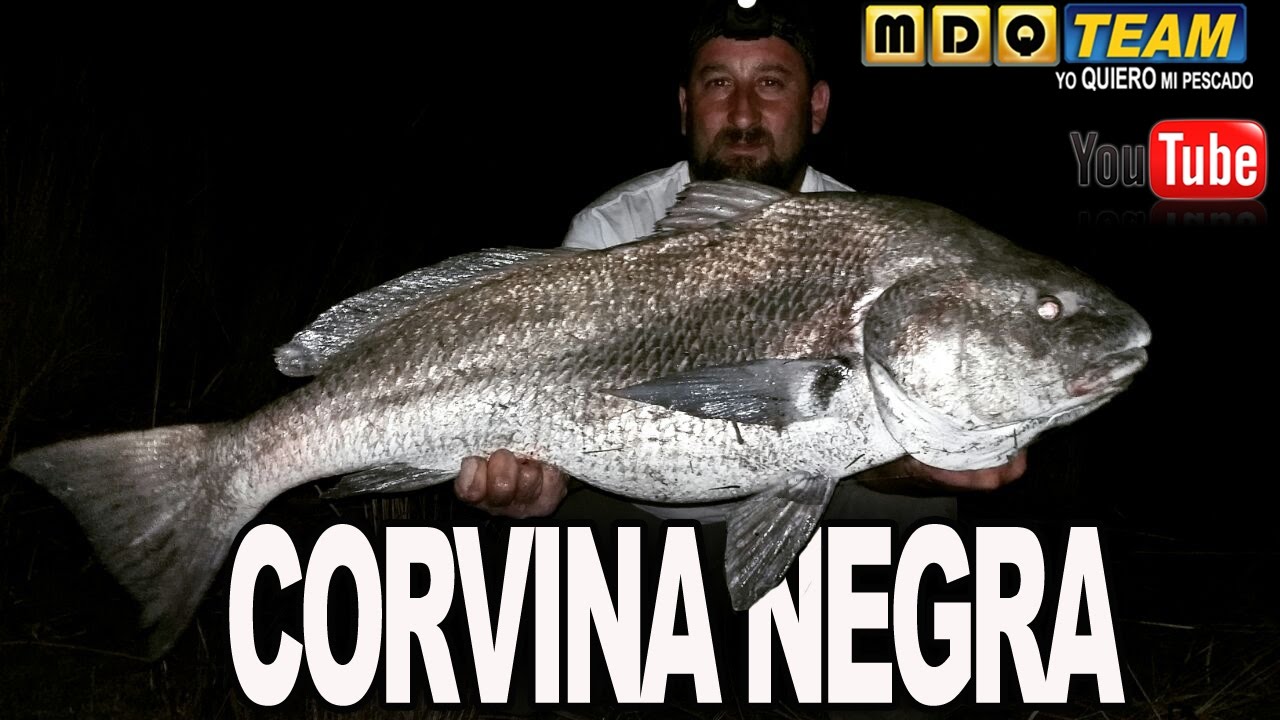 Como hacer una linea para Corvina Negra, blackdrum, miraguaia