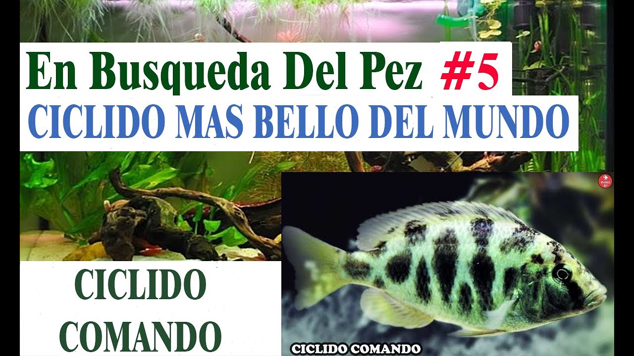 Nimbochromis venustus ciclido comando