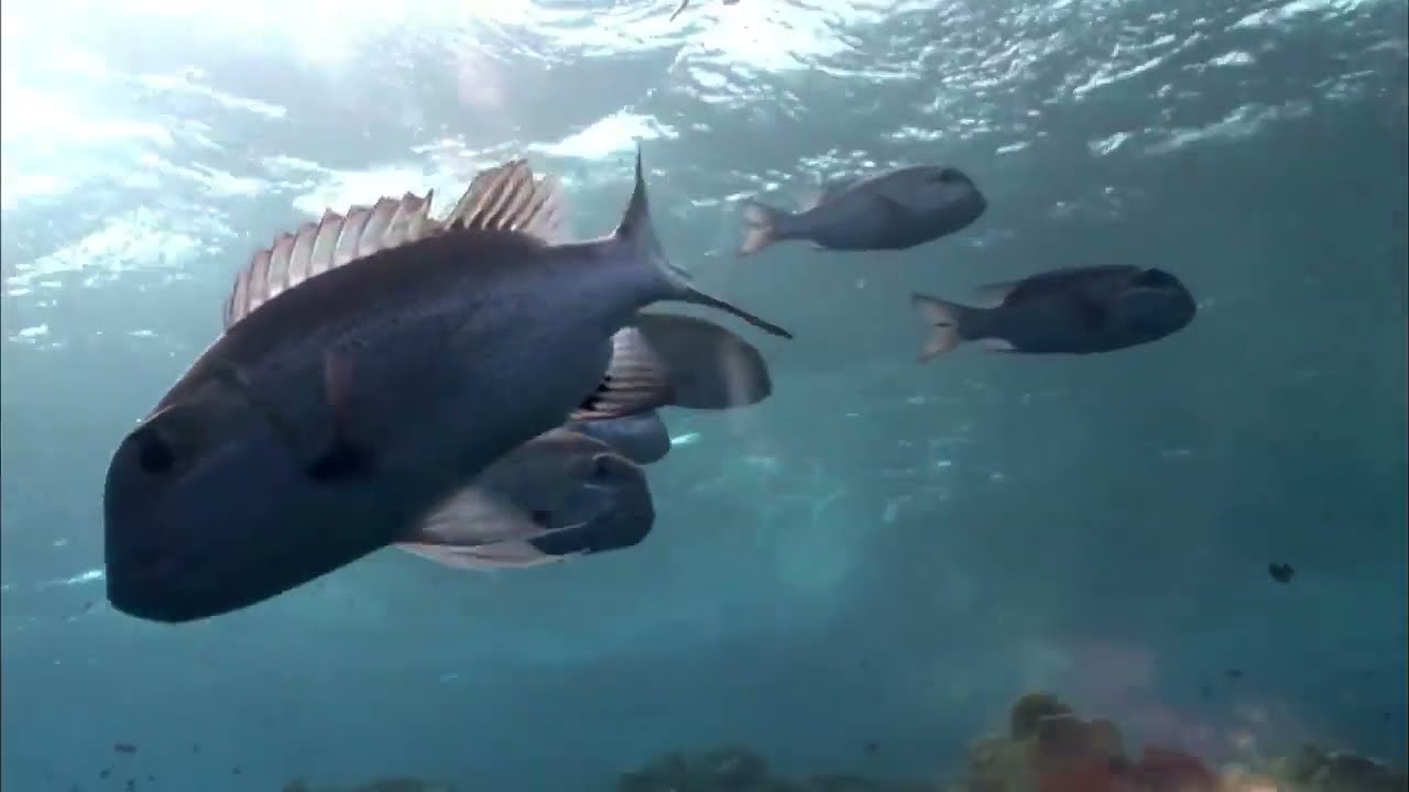 Documental de peces de r&iacute;o: vida y h&aacute;bitats de las especies acu&aacute;ticas