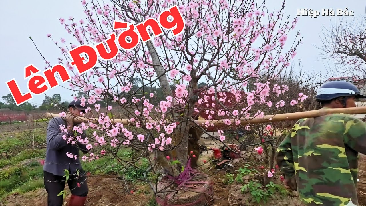 Phố Đào, 
