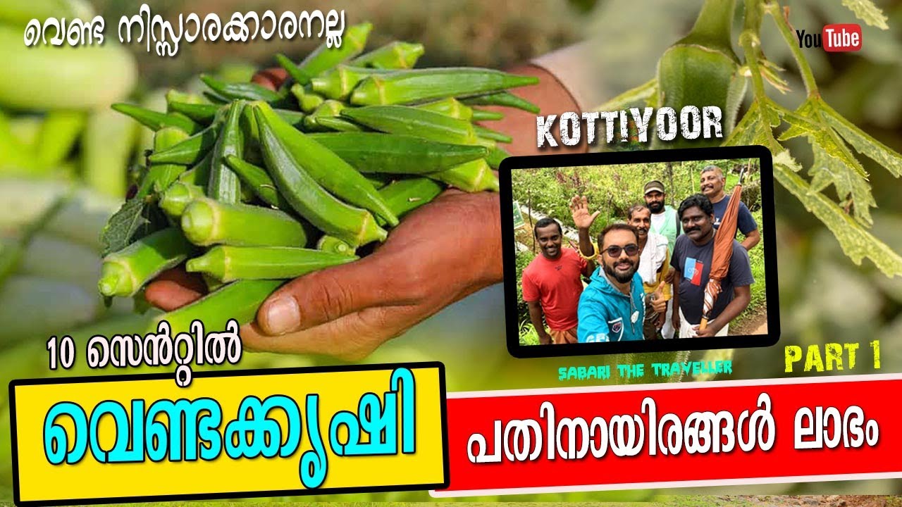 KOTTIYOOR SHAJI | Venda Krishi | Ladies Finger Farming| Venda Cultivation