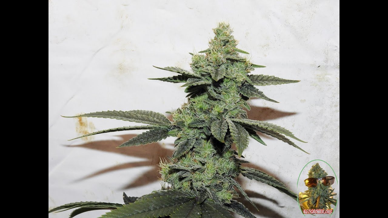 MIXED UP MOMS DAY 42   DUTCH MASTER NUTRIENTS   POWER SI BLOOM UPDATE