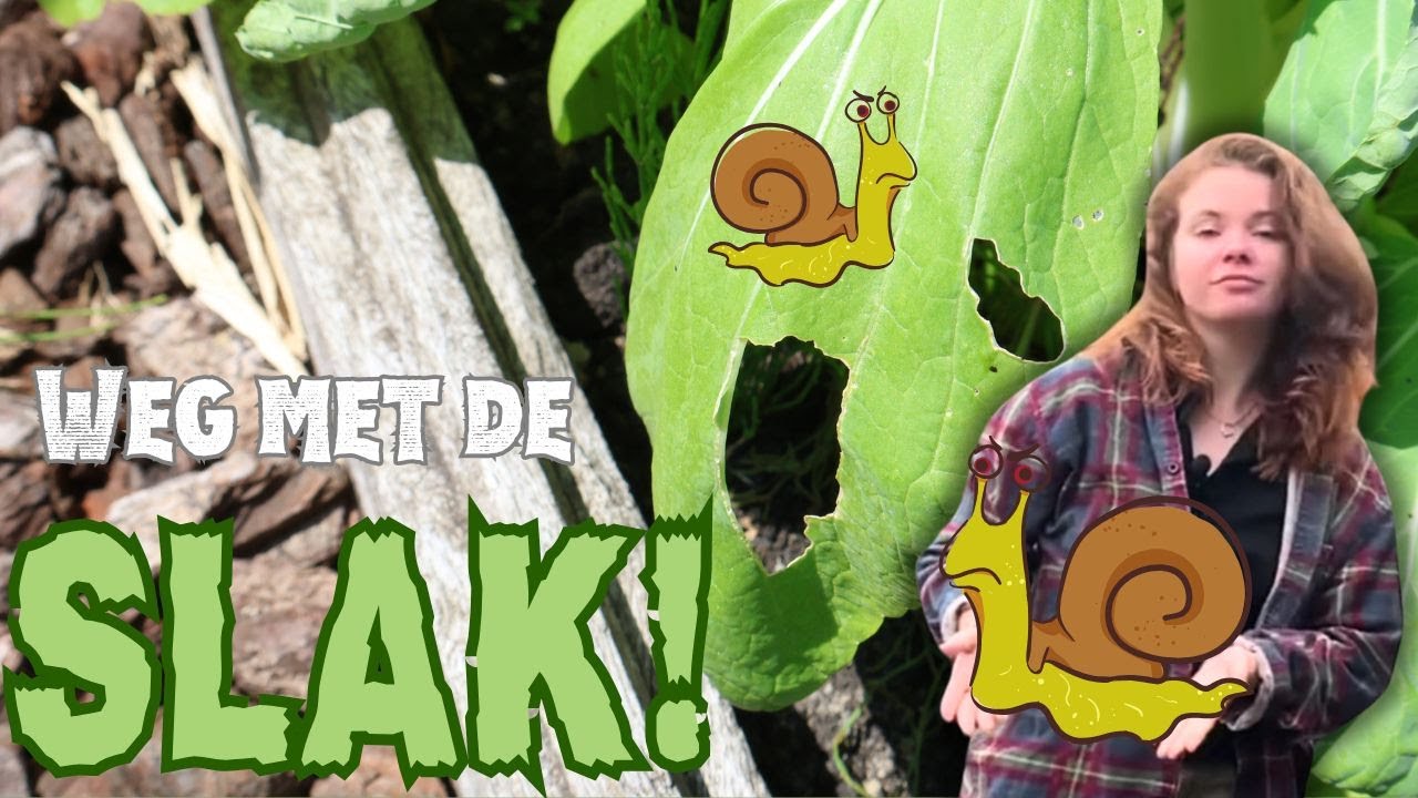 Slakken bestrijden in de moestuin | Hoe ik het aan pak dit jaar