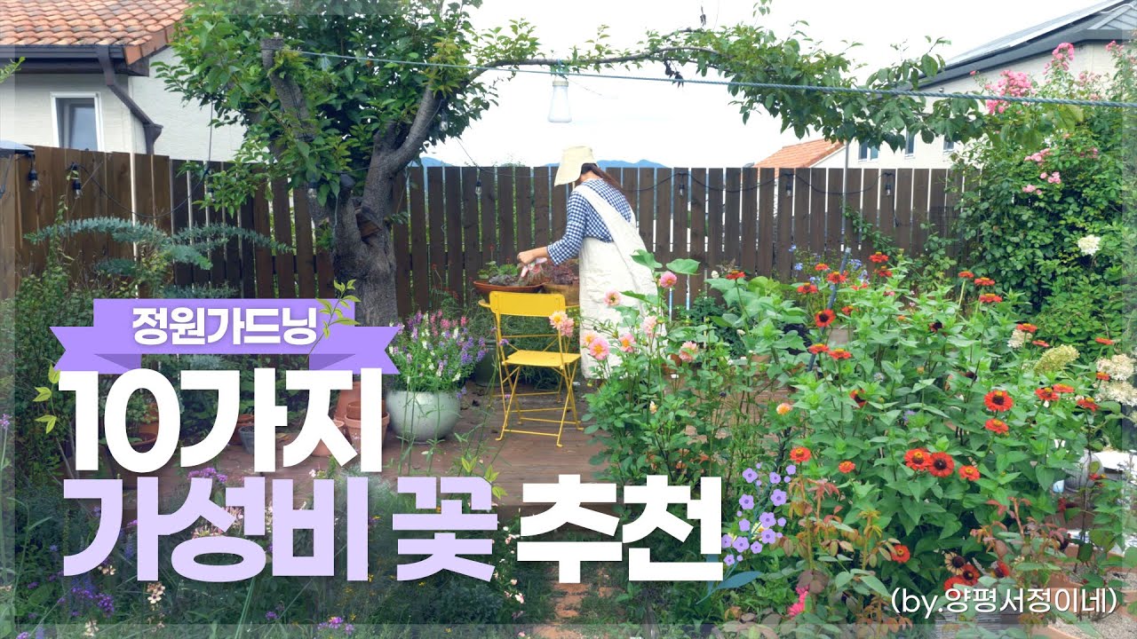 [#가드닝라이프] 서리 내릴 때까지 꽃이 피는 '가성비 꽃' 10가지🌷🌹 (by.양평서정이네)