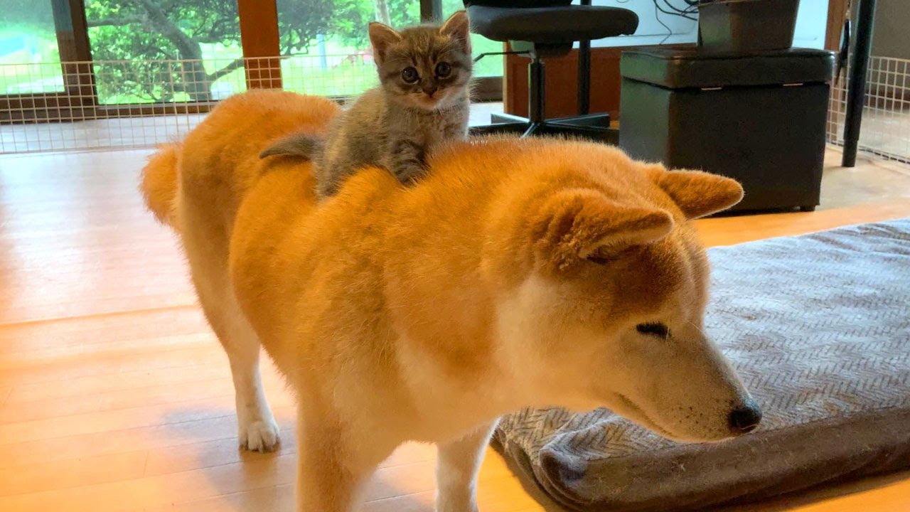 子猫保護7日目：柴犬ライダー