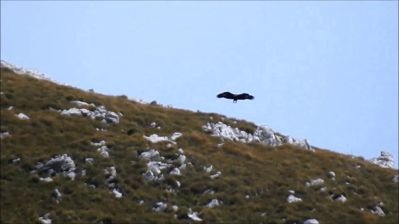 Golden Eagle vs Chamois