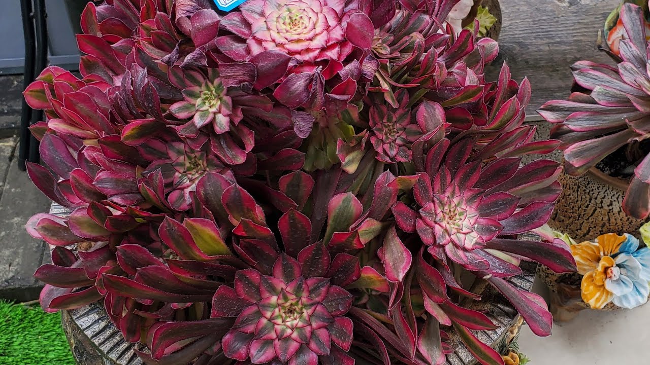 SEN ĐÁ NGẮM TRỜI MƯA  CALI  VƯỜN LIÊNCHINH SUCCULENT 01.03.2026
