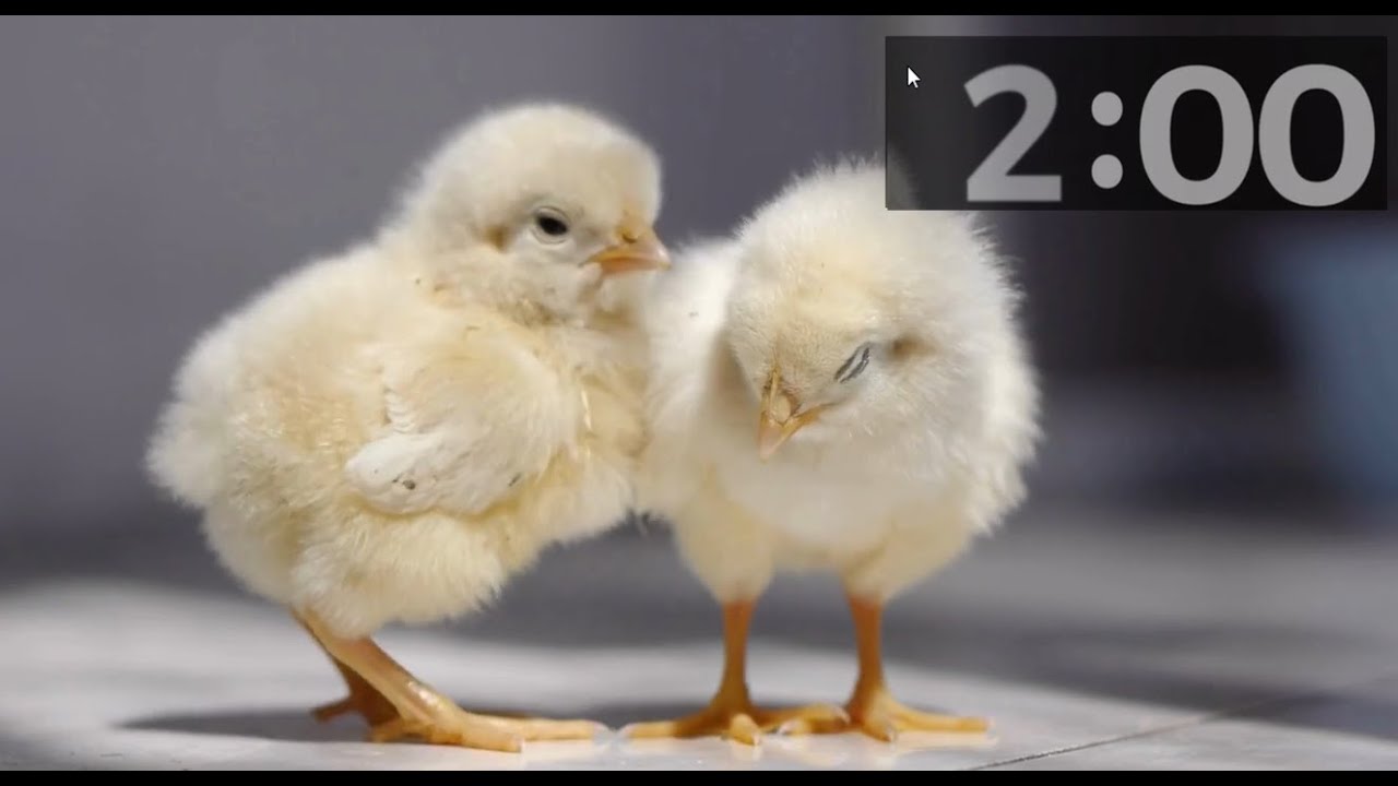 Baby Bird & Animal Blast: Adorable 2 Minute Countdown Timer