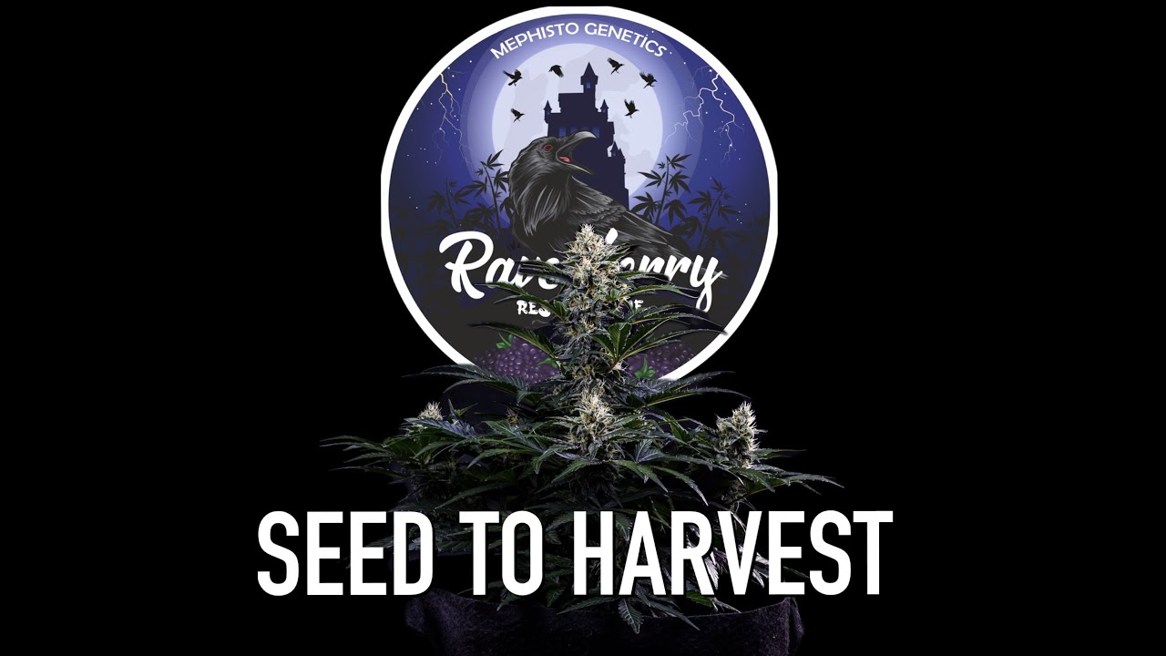 Ravenberry By Mephisto Genetics