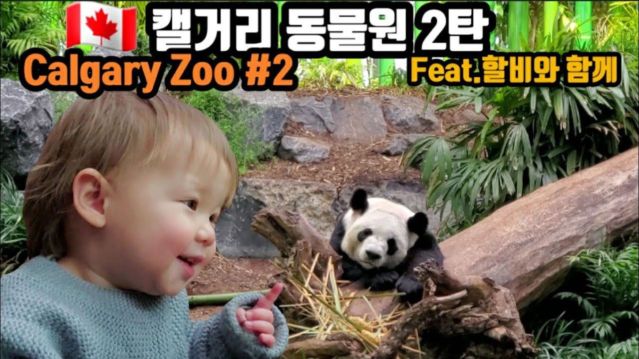 할아버지와 함께 캘거리 동물원. Calgary zoo #캐나다 #일상 #동물원
