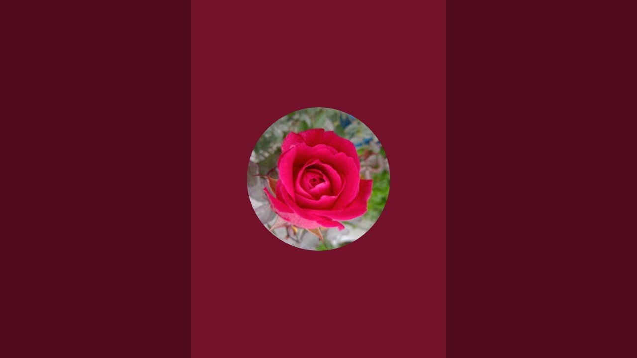 Cute Gillu is live