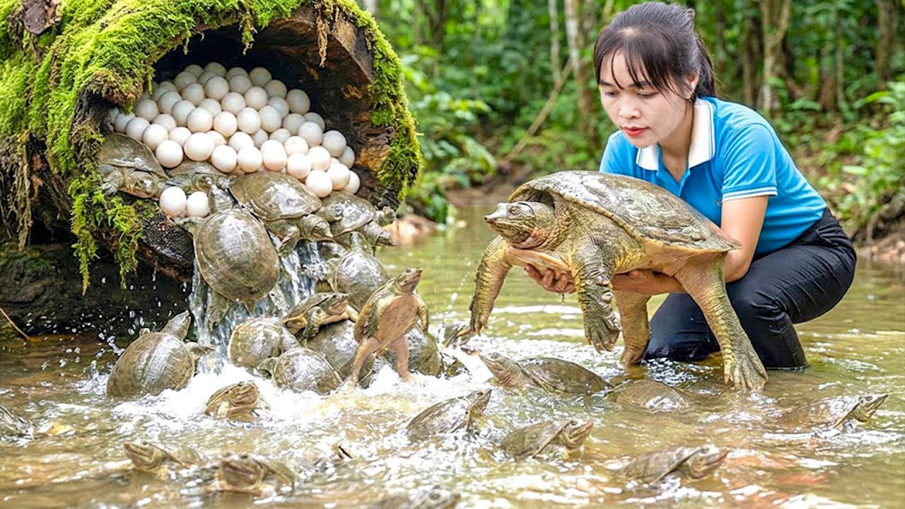 Como capturei tartarugas-de-pedra na floresta selvagem e encontrei ovos incomuns