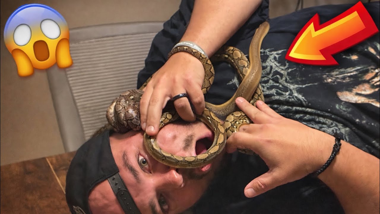 Meet bills! Reticulated Pythons | Collection Walkthrough