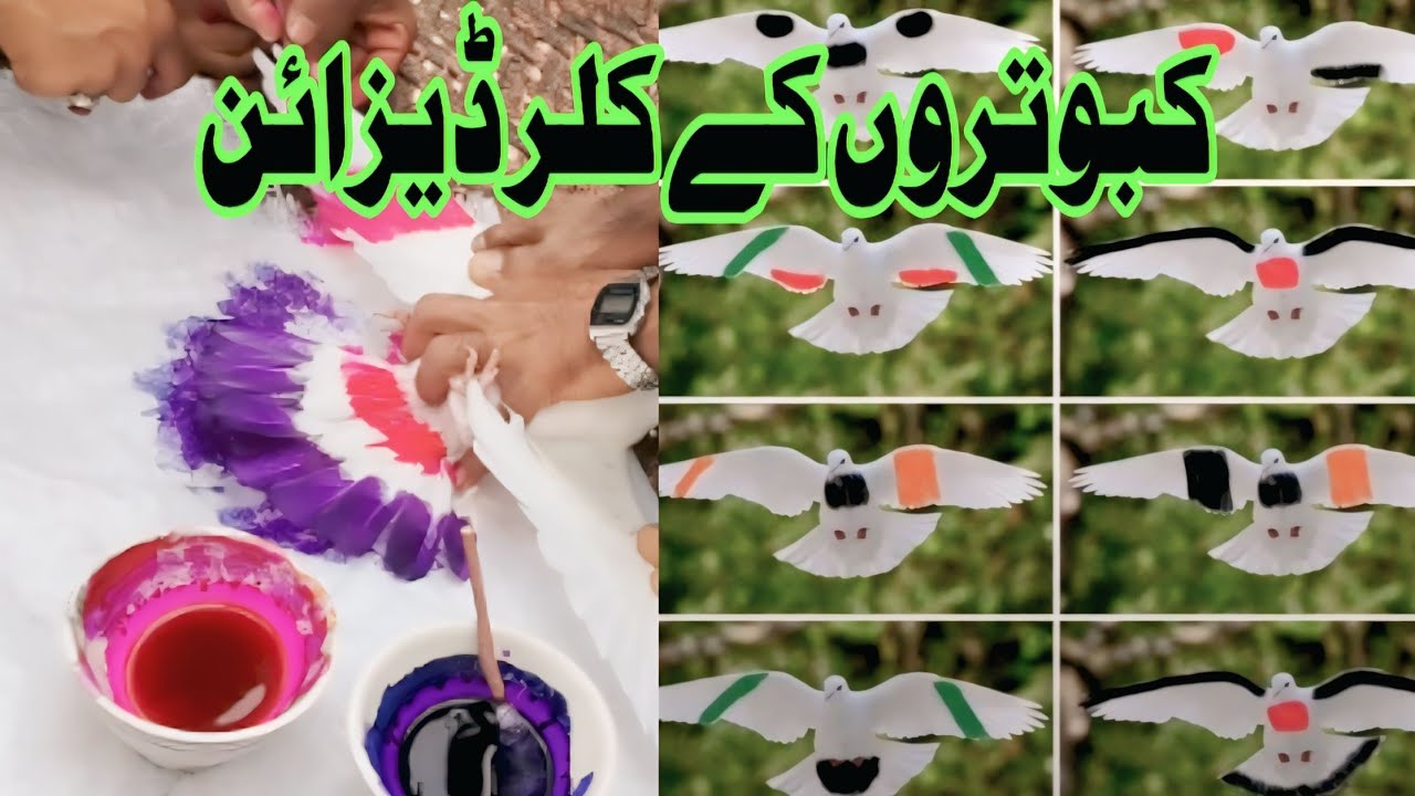 Kabootron Ko Colour Laga Dia, Colour Design || AM Pigeon club