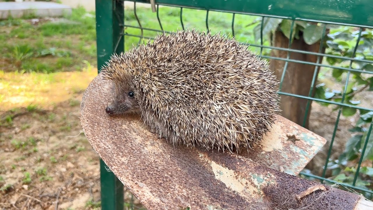 The HEDGEHOG EXPRESS