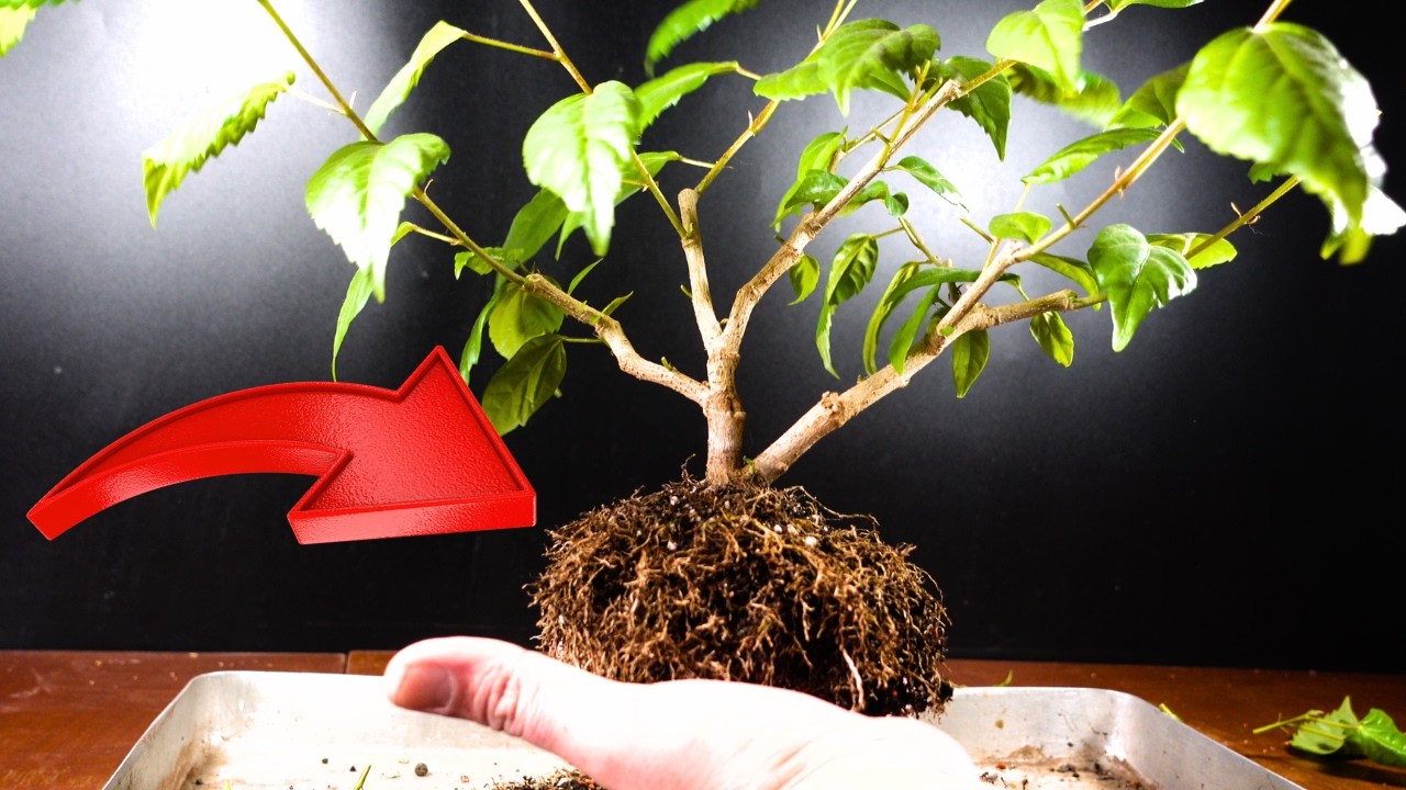 Bonsai din Trandafir Chinezesc: de la planta la Bonsai