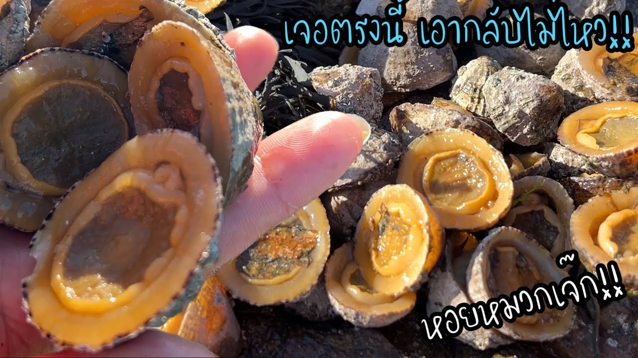 ติดใจในความอร่อยต้องกลับมาเก็บอีกครั้ง ไม่รู้ฝรั้งเก็บอะไร อยากเข้าไปดูก็ไม่กล้า‼️เลยได้หอยหมสกเจ๊ก