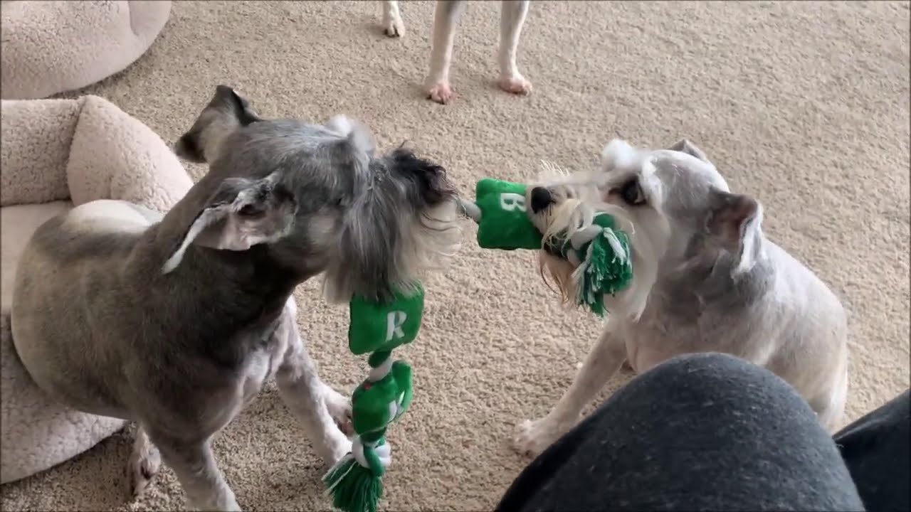 Schnuazers Are Barkers | Life With 7 Schnauzers