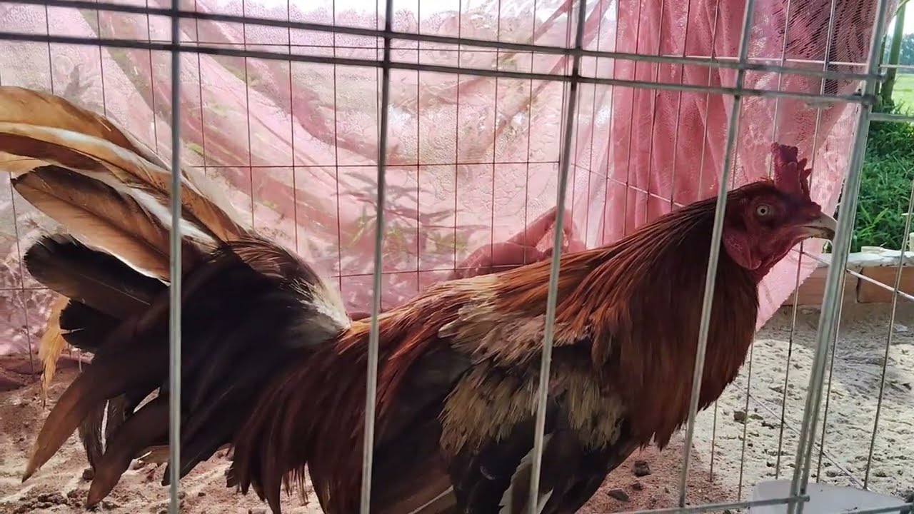 Ae tham khảo bầy gà tơ của e nha phần 2