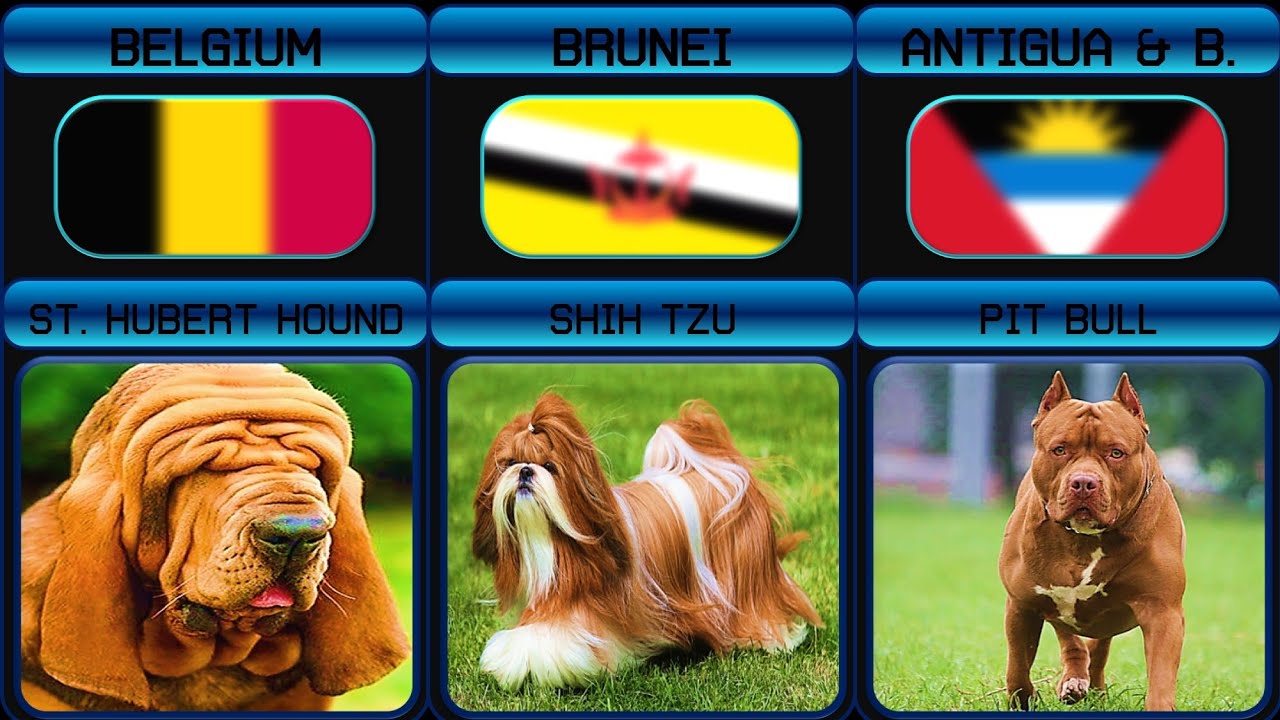 Unique Dog Breeds From Around the World 🐶🌎 (Some of these dogs look so creepy 😭)