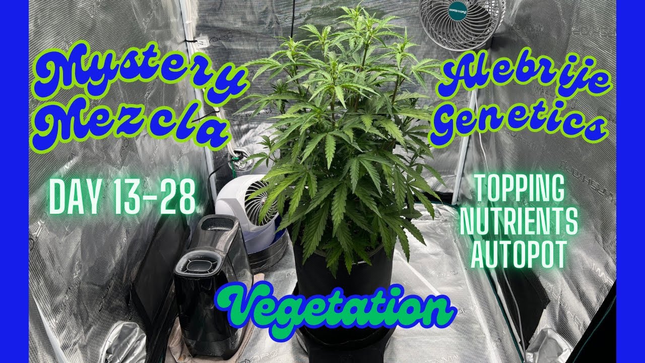 Professor Autoflower and Mystery Mezcla Part 1, Vegetation Day 13-28, Alebrije Genetics