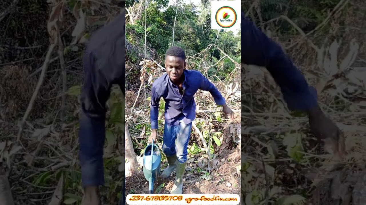 La morelle noire une culture rentable au Cameroun par Agro-Food FM. la pépinière.