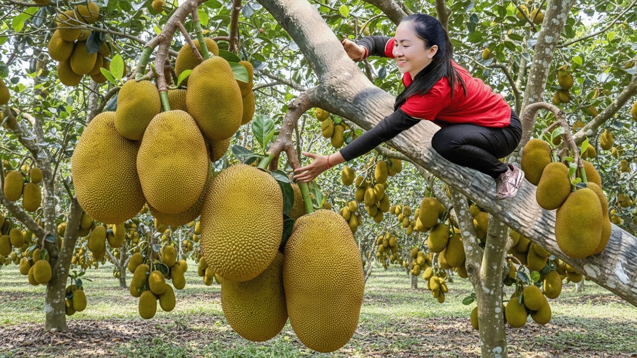 So Satisfying! Emma Harvested Jackfruit - Thousands of Golden Slices Revealed