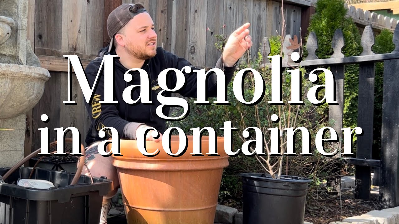 Planting a Magnolia ‘Ricki’ 🌷🌳 #garden #flowers #spring