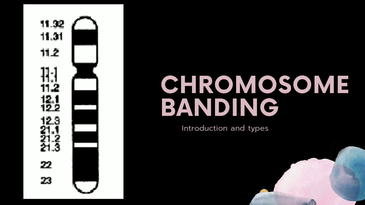 Chromosome Banding