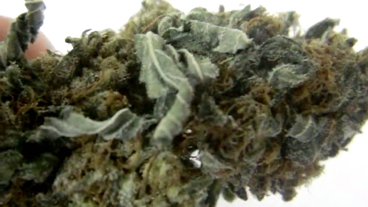 BlueBerry Haze - New bud pickup - macro vid