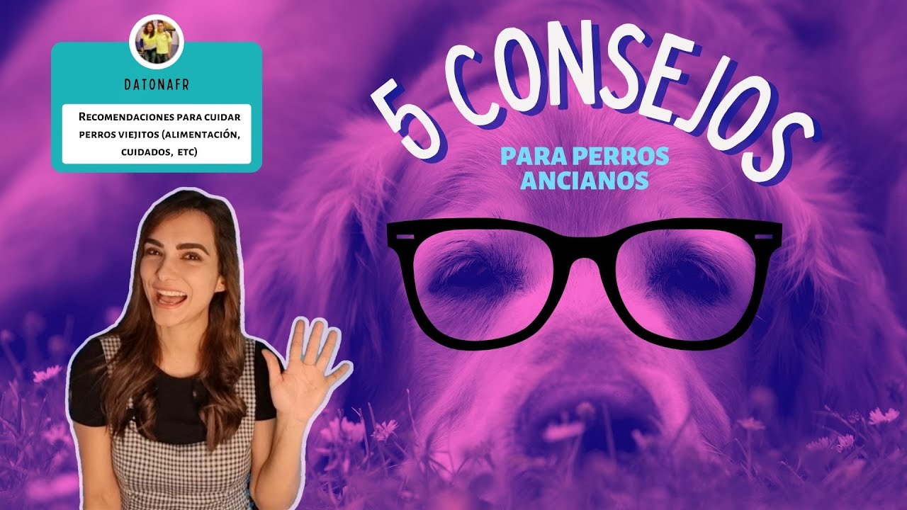 CONSEJOS PARA CUIDAR UN PERRO ANCIANO