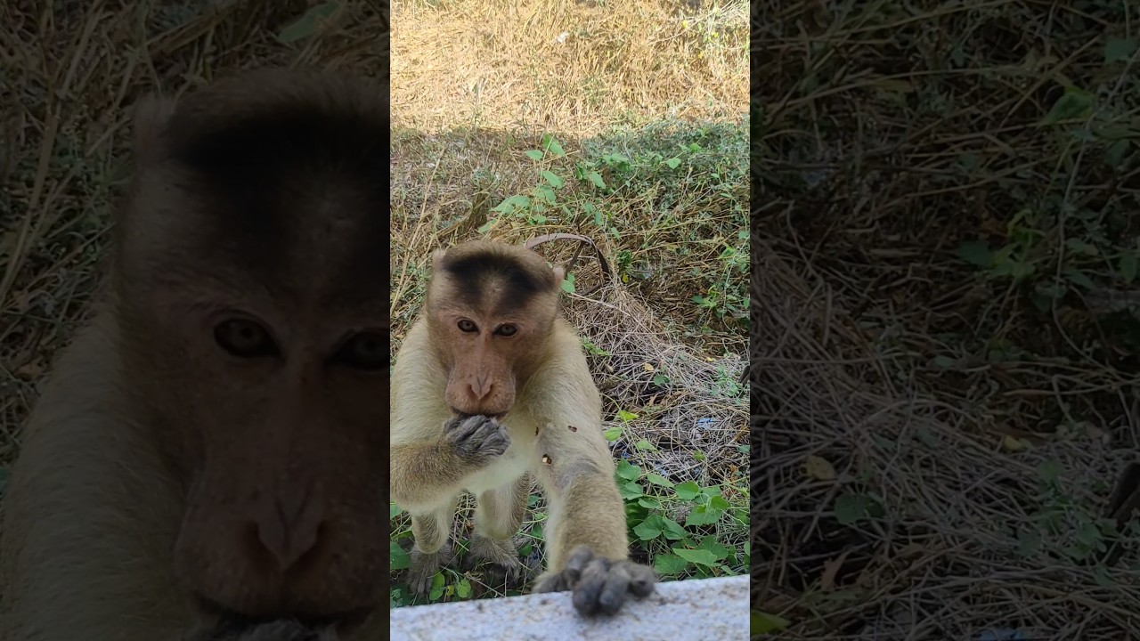 Monkey Leader