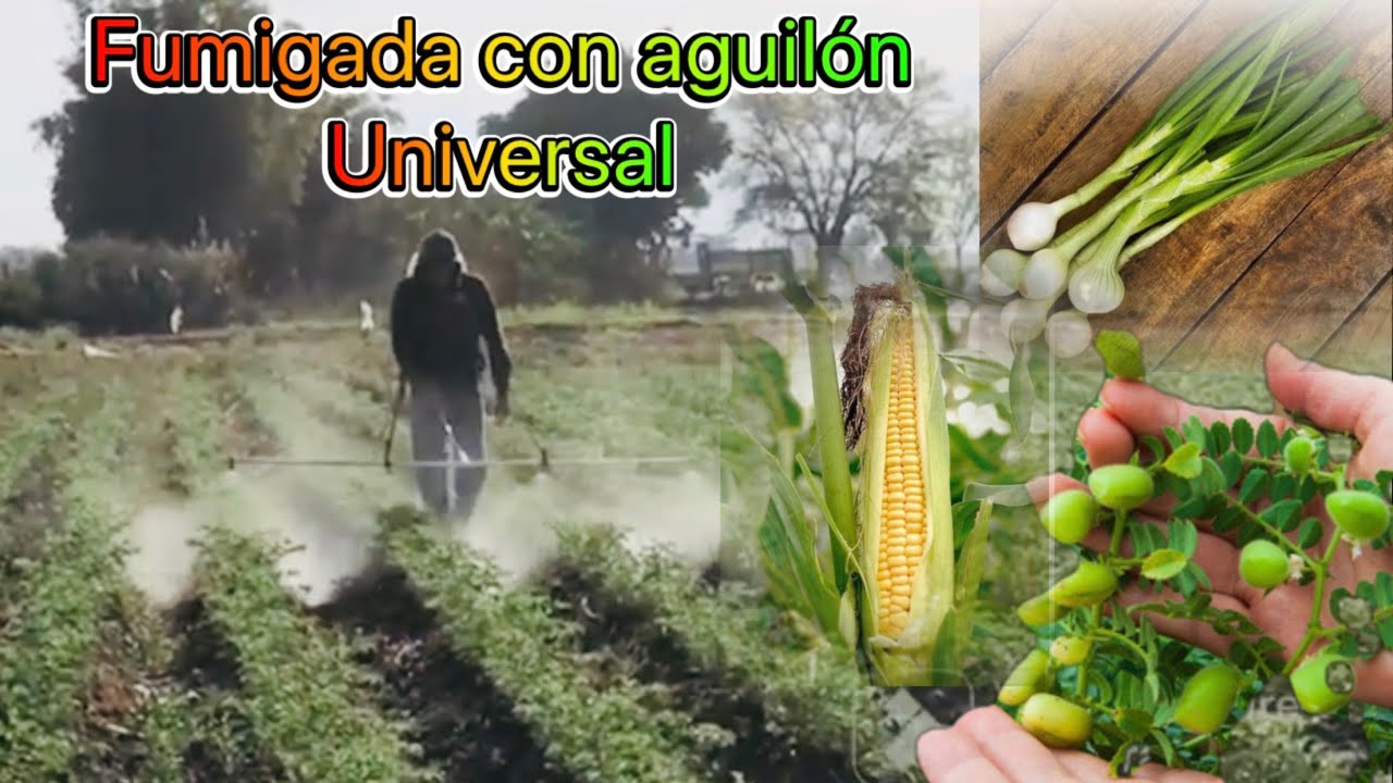 AGUILÓN UNIVERSAL