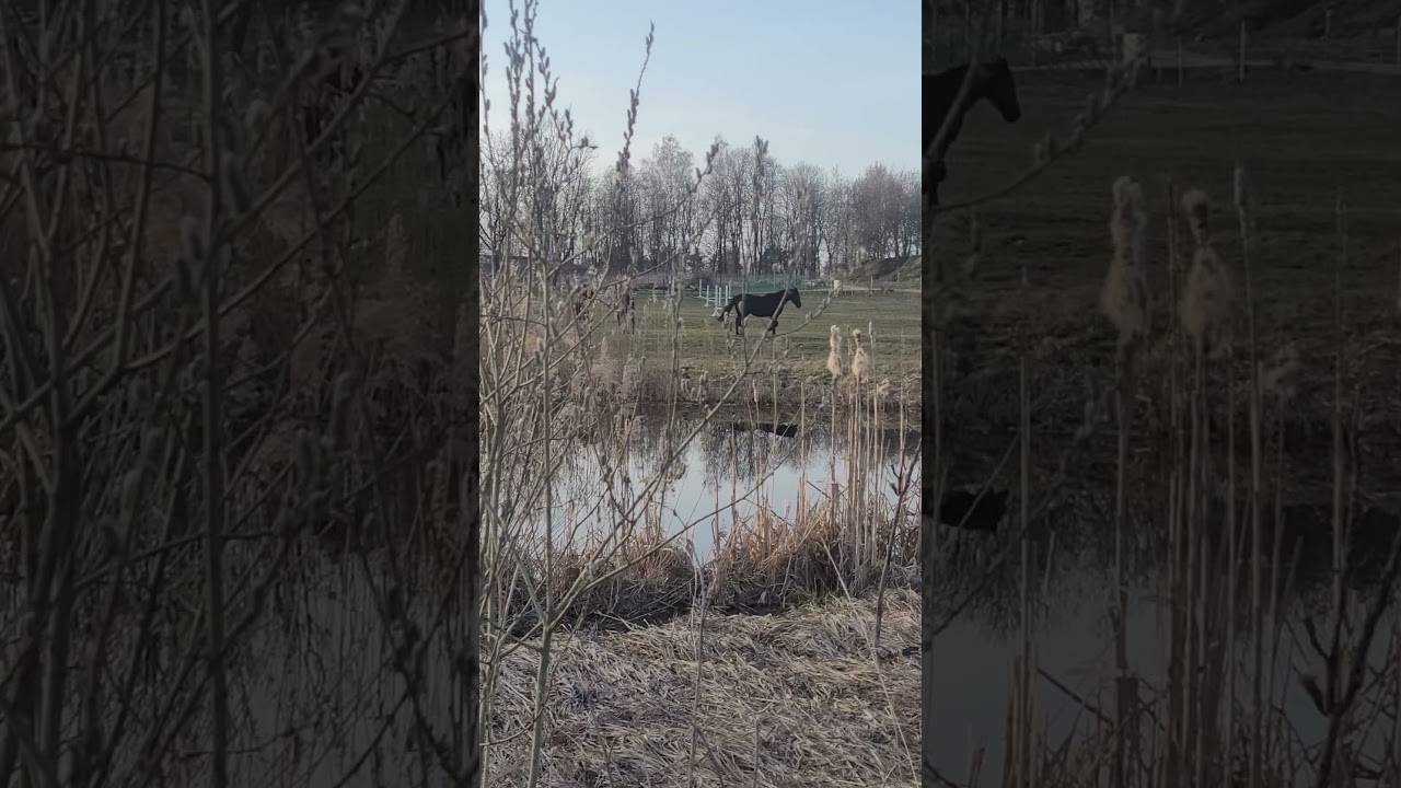 Pirmi pasispardymai. Juodi arkliai po Velykų. Ristunai. Horse black
