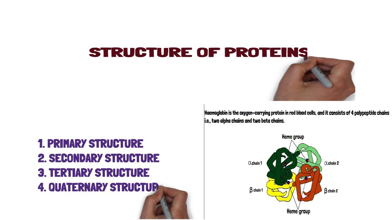 Structure of Proteins: primary structure