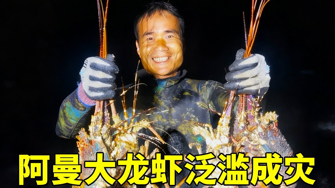 阿曼大龙虾泛滥成灾！一窝几千只爬上岸，堪比蝗虫过境【探海漁人】
