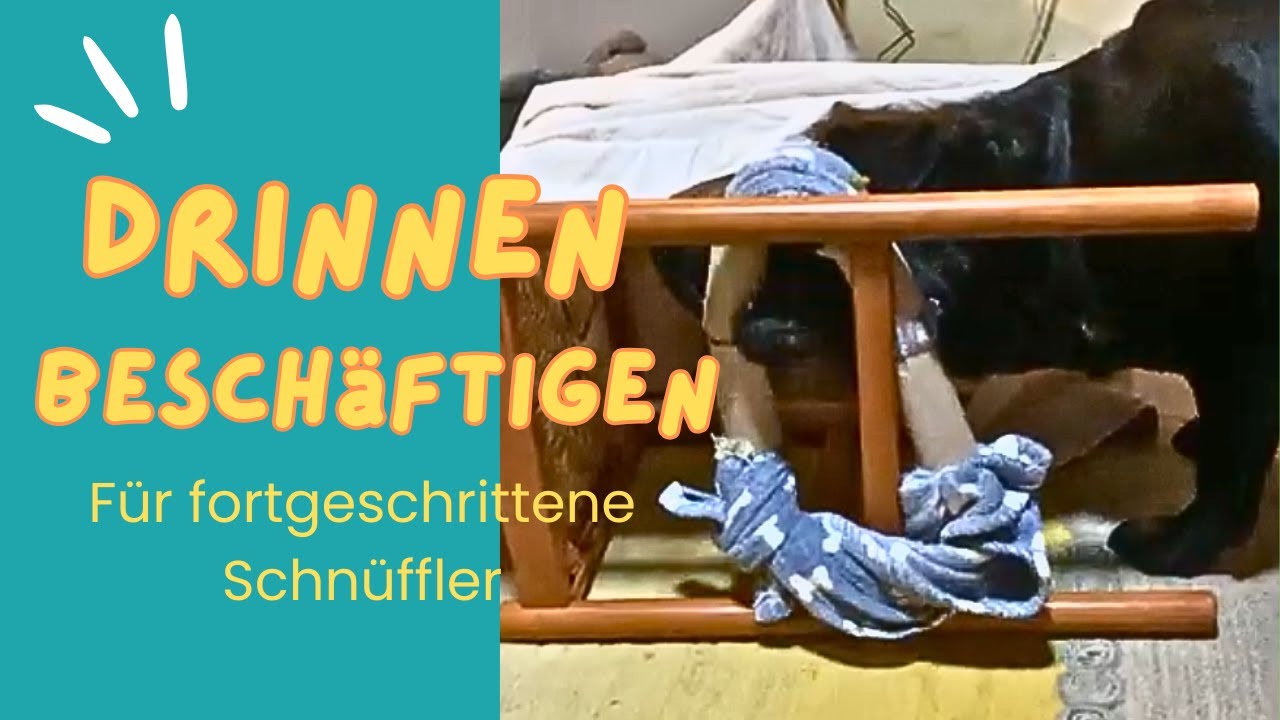 Wahnsinns-Nasenarbeit! Warum dieses Suchspiel Luna alles abverlangt