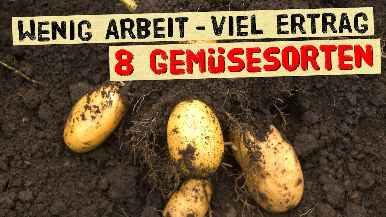 Einfach anzubauen, wenig Arbeit, viel Ertrag! 8 Gemüsesorten die dir das Leben einfach machen.