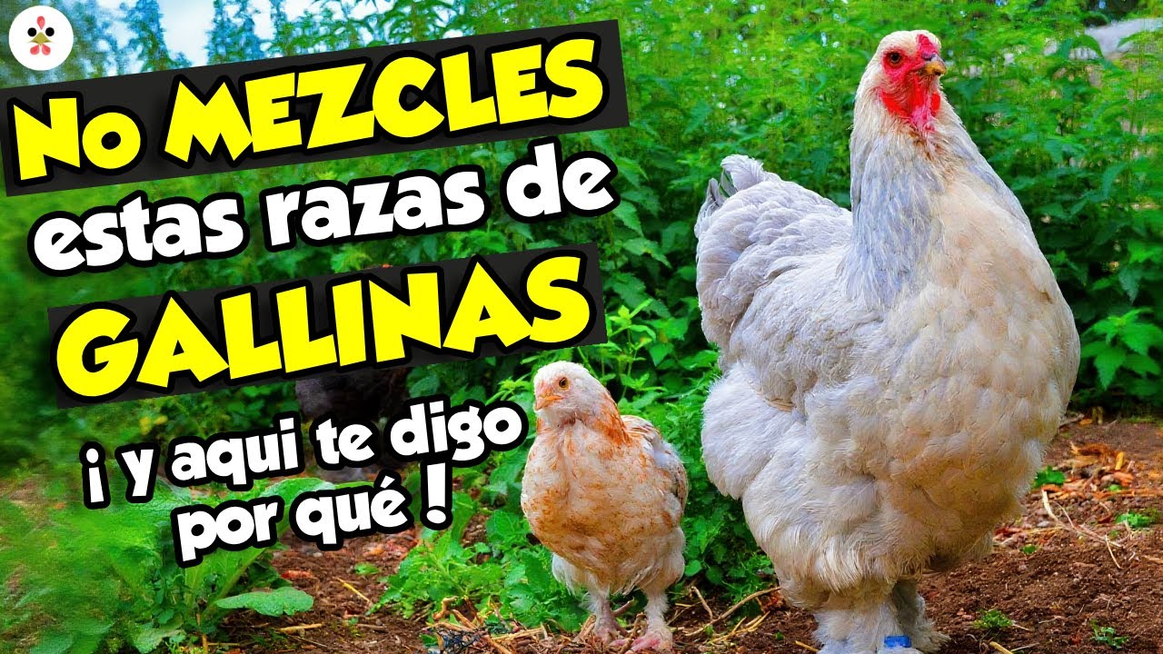 Nunca mezcles estas razas de gallinas... ¡y aquí te digo por qué!